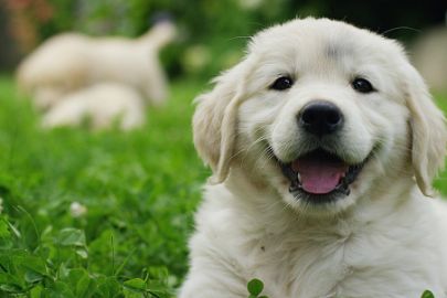international-dog-day-7-ways-to-celebrate